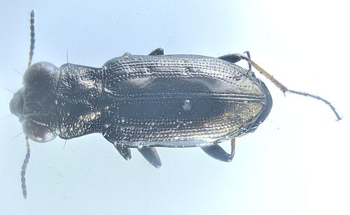 Réf. 351 843 : Notiophilus quadripunctatus
